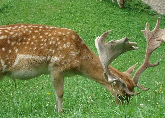 Διαμέρισμα & Goldschmied